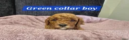 Cavapoo dogs for sale: F1b health tested fox red cavapoo puppies  - Advert 9