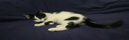 Turkish Angora cats for sale: Black pearl girl and charming boy waiting for you. - Advert 19