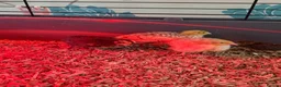Quail poultry for sale: Coturnix quail in Shrewsbury - Advert 3