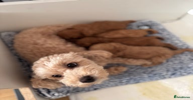 Toy Poodle dogs - Advert 5