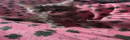 Maine Coon cats for sale: Maine coon kittens - Advert 4