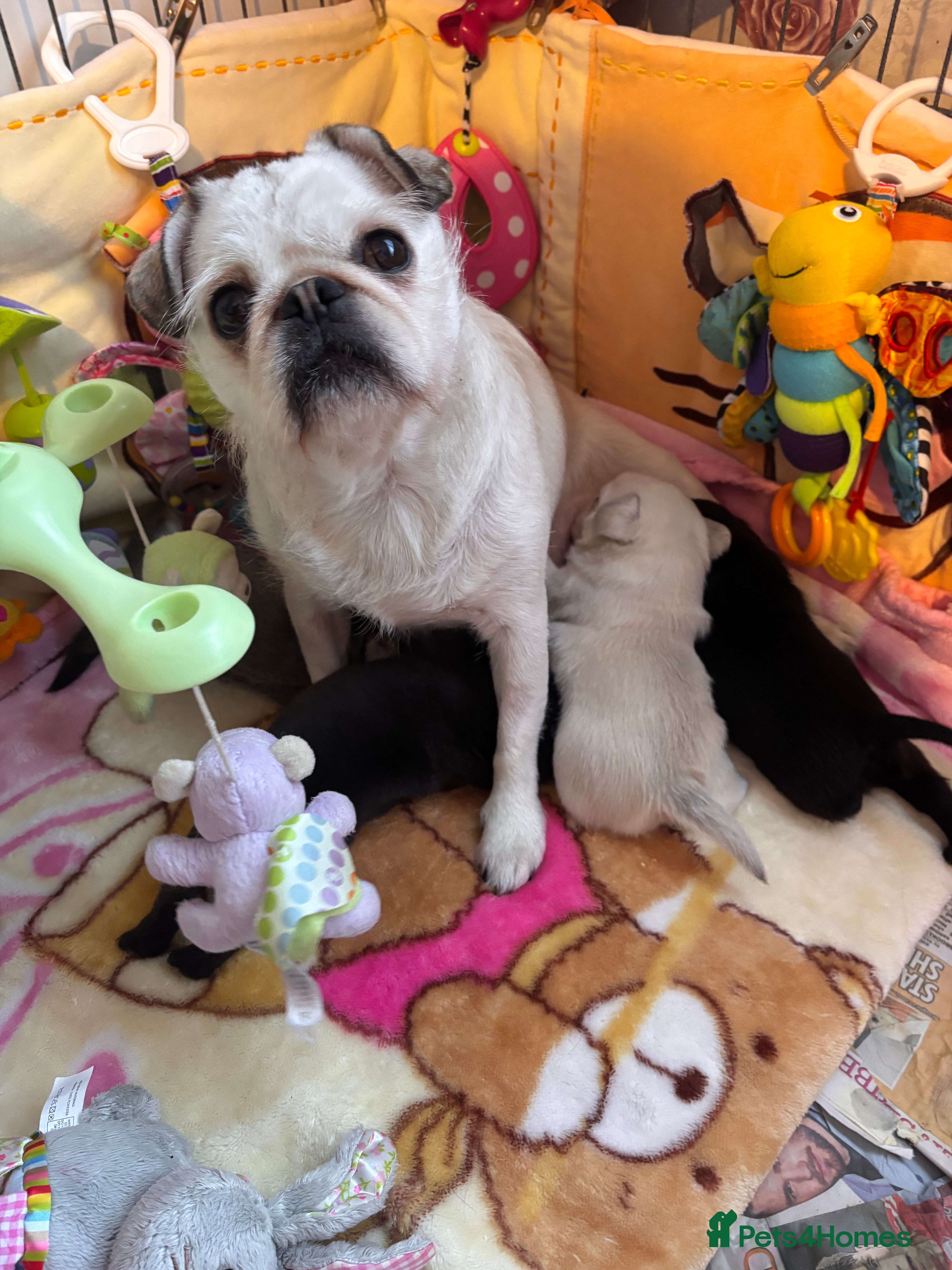 Pug dogs KC reg pug puppies  - Advert 1