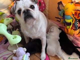 Pug dogs KC reg pug puppies - Advert 1