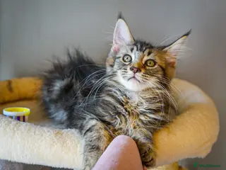 Maine Coon cats REDUCED TO £650 2 Maine coon kittens ready now - Advert 18