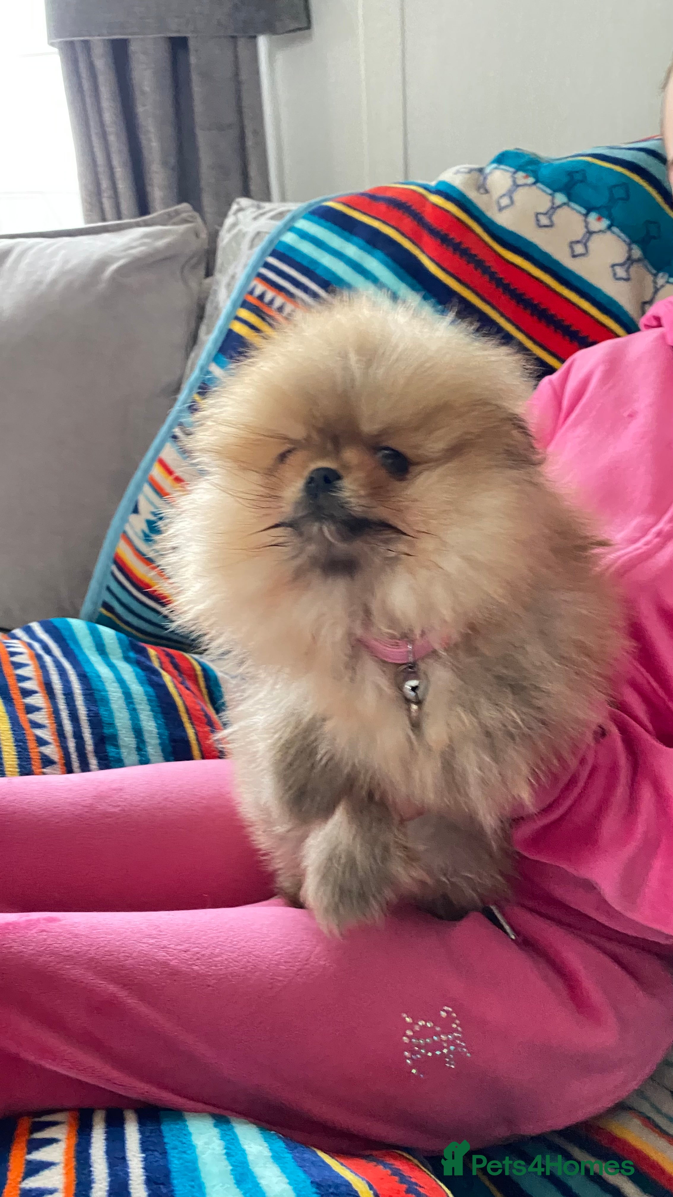 Pomeranian dogs Male pomaranian for sale  - Advert 1