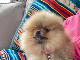 Pomeranian dogs Male pomaranian for sale - Advert 17