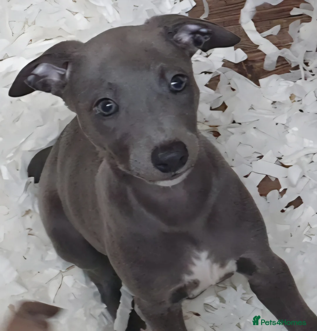 Whippet dogs for sale: Pedigree Whippet Blue Puppies - Advert 3
