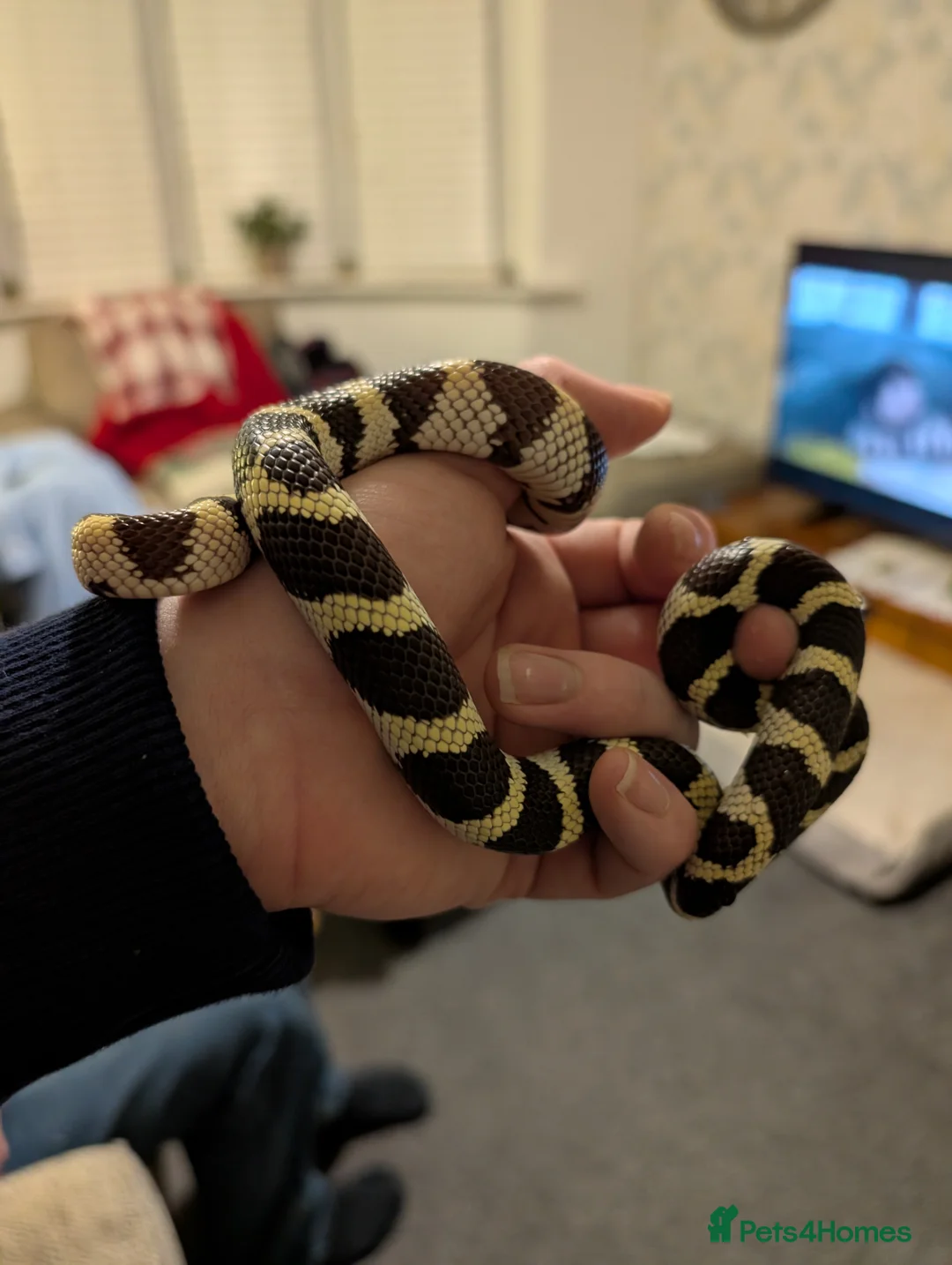 King Snake reptiles for sale: Californian king snake  - Advert 3