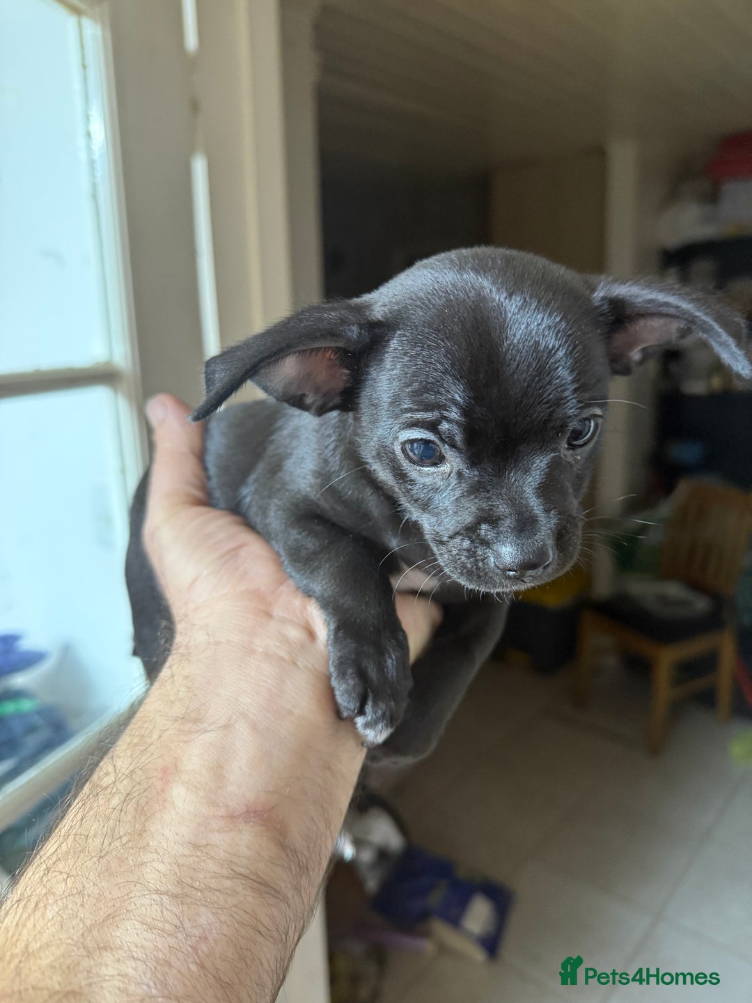 Chihuahua dogs for sale: 🐾 Beautiful Chihuahua Puppies - Advert 15