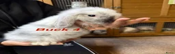 Mini Lop rabbits for sale: Gorgeous mini lop babies - Advert 10