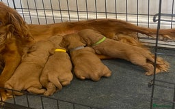 Cocker Spaniel dogs for sale: Cocker Spaniel puppies (ready 18/7/25) - Image 6