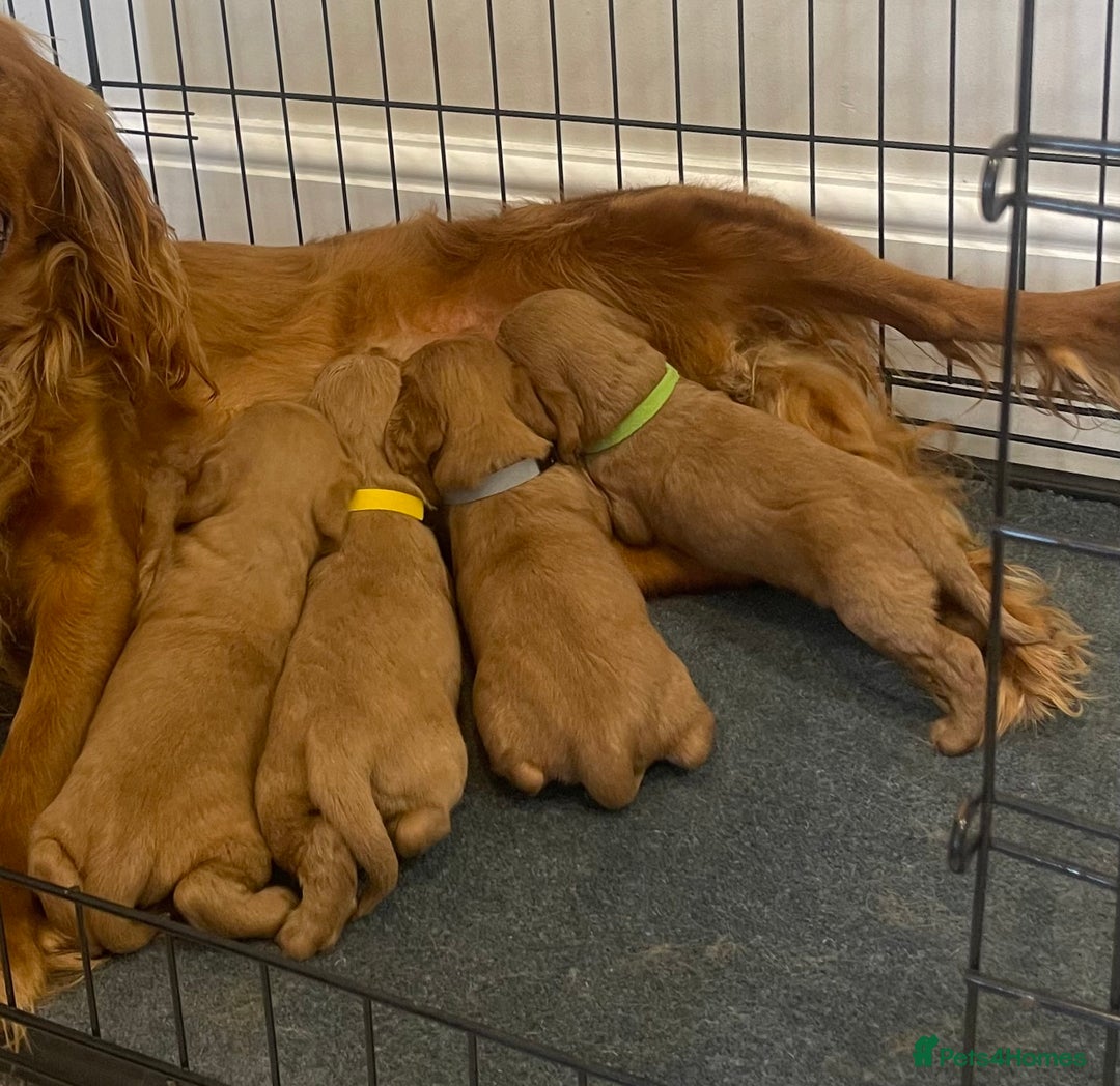 Cocker Spaniel dogs for sale: Cocker Spaniel puppies (ready 18/7/25) - Image 6