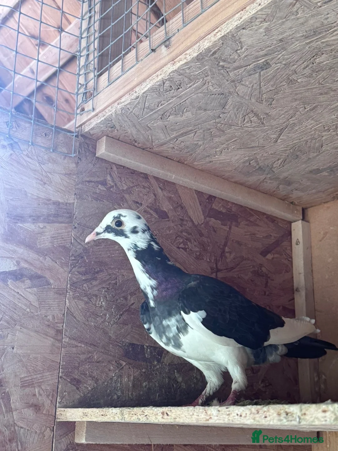 Pigeons birds for sale: Homing pigeons  - Advert 7