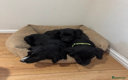 Cocker Spaniel dogs for sale: *3 left* black & white kc working cocker spaniels  - Image 12