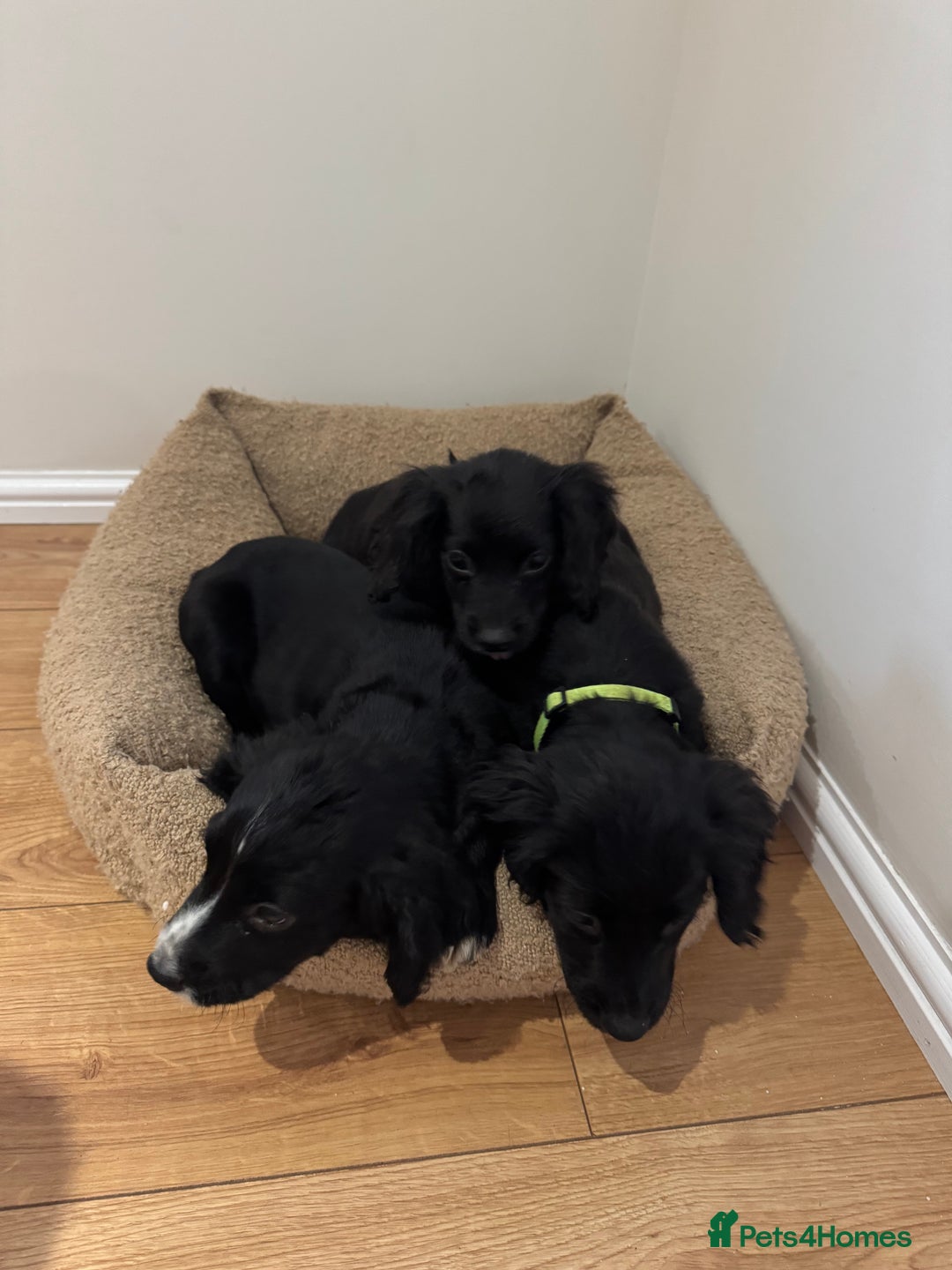 Cocker Spaniel dogs for sale: *3 left* black & white kc working cocker spaniels  - Image 12