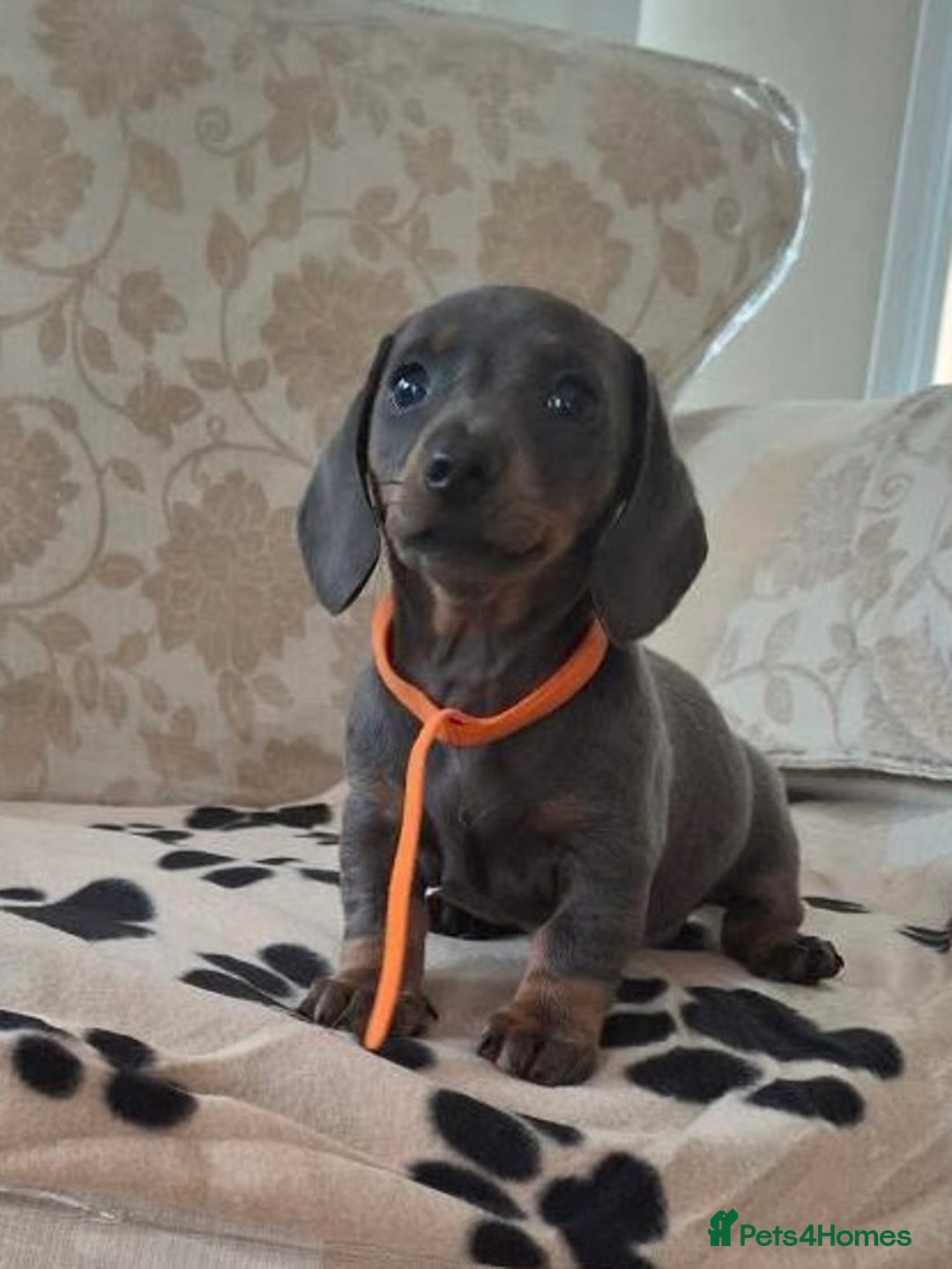 Miniature Dachshund dogs for sale: Miniature dachshund puppies - Image 11