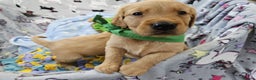 Golden Retriever dogs for sale: Astounding KC Registered Puppies  - Advert 6