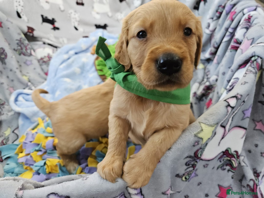 Golden Retriever dogs for sale: Astounding KC Registered Puppies  - Advert 6