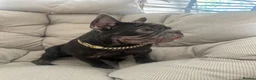 French Bulldog dogs for sale: French Bulldog Blue & Platinum Puppies  - Advert 3