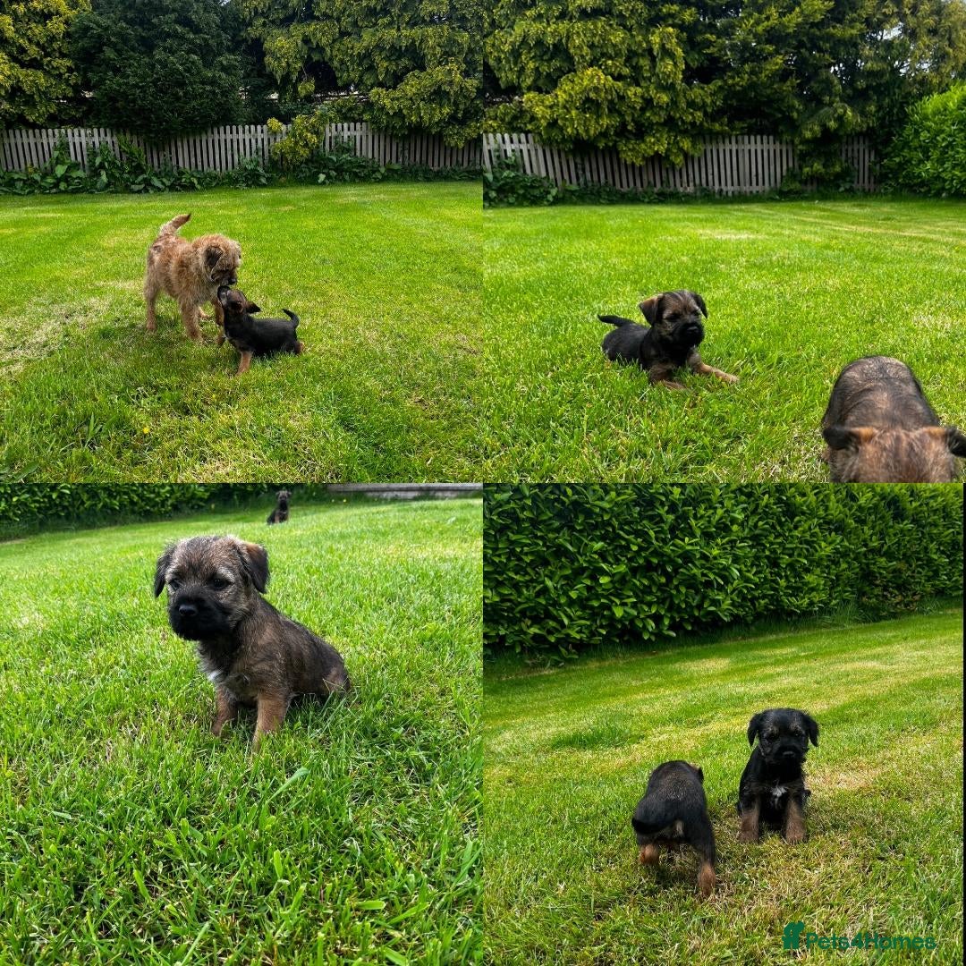 Border Terrier dogs PEDIGREE BORDER TERRIER PUPPIES  - Advert 1