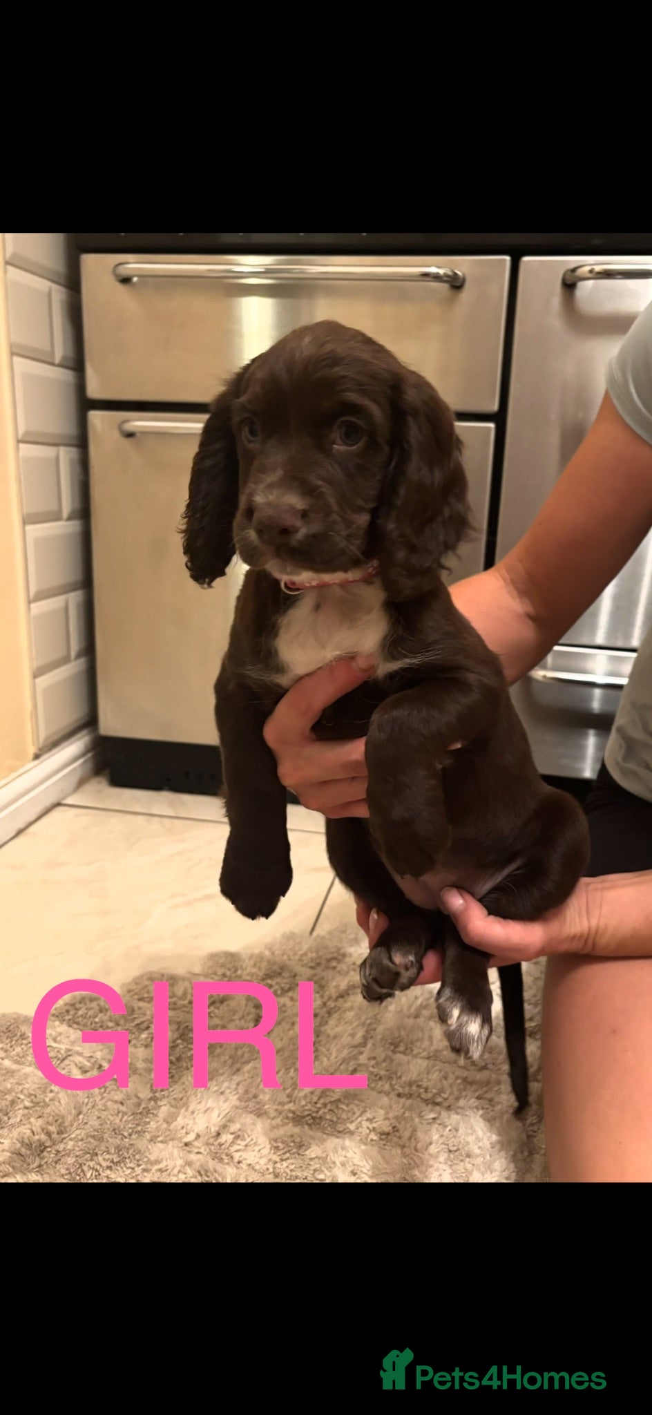 Cocker Spaniel dogs READY TO LEAVE NOW Cocker spaniel puppies  - Advert 8