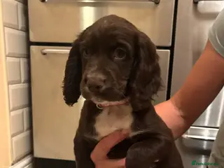 Cocker Spaniel dogs READY TO LEAVE NOW Cocker spaniel puppies - Advert 8