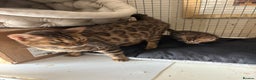 Bengal cats for sale: Pedigreed/registered Bengal kittens - Advert 12