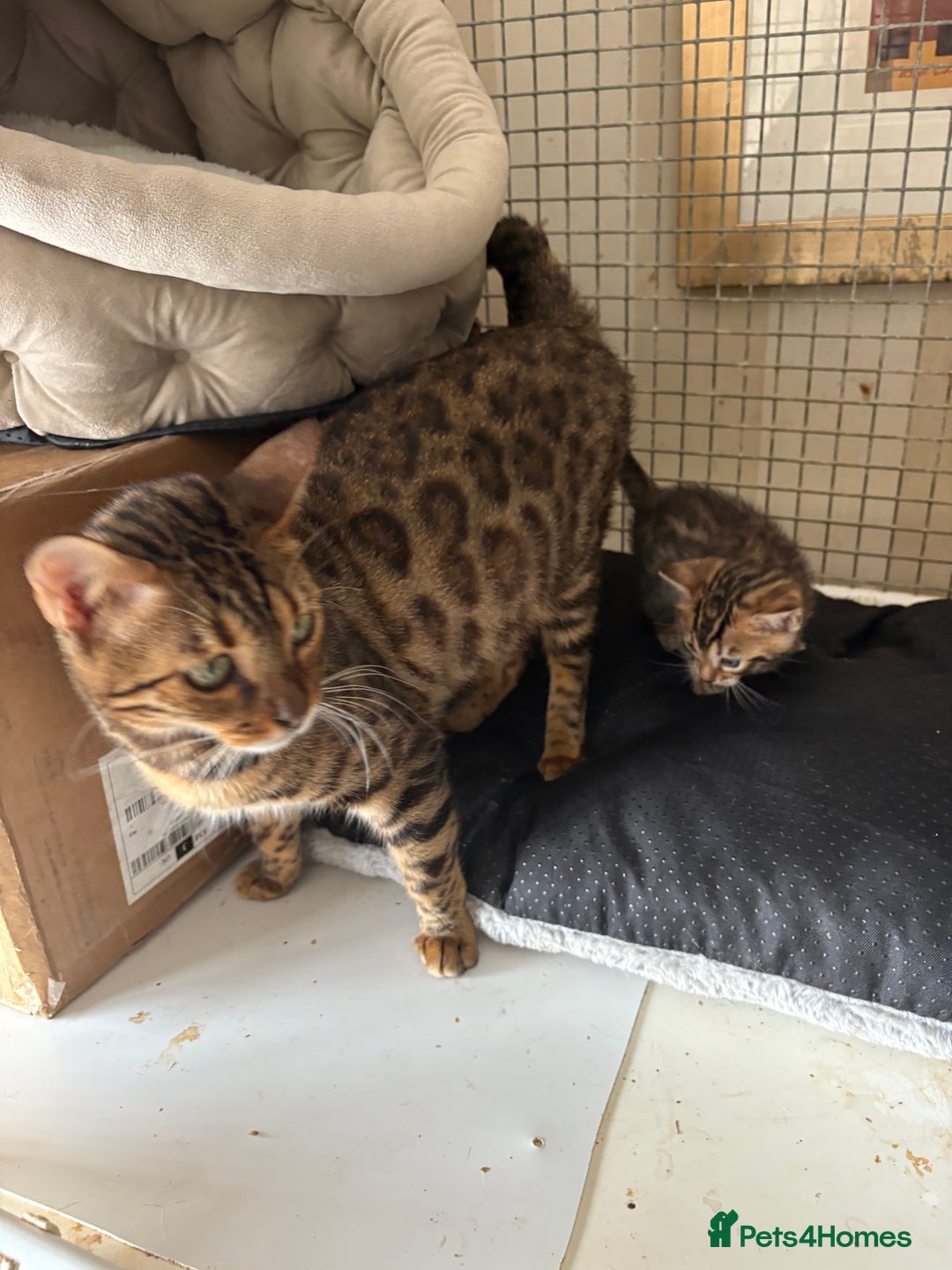 Bengal cats for sale: Pedigreed/registered Bengal kittens - Advert 12