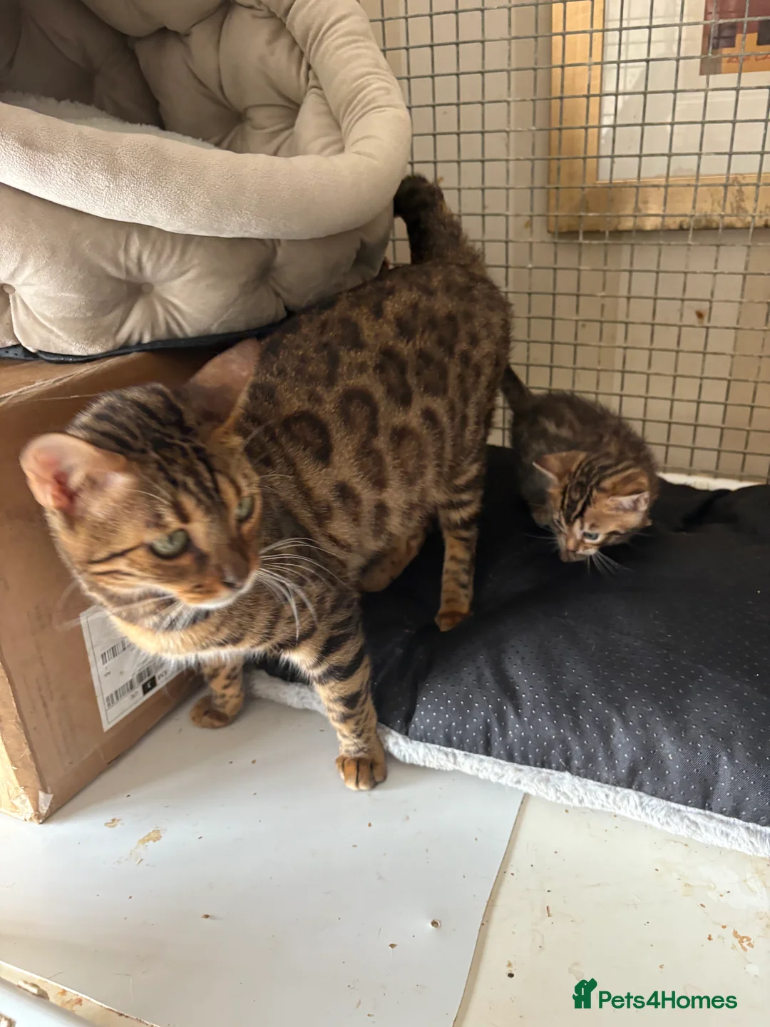 Bengal cats for sale: Pedigreed/registered Bengal kittens - Advert 12