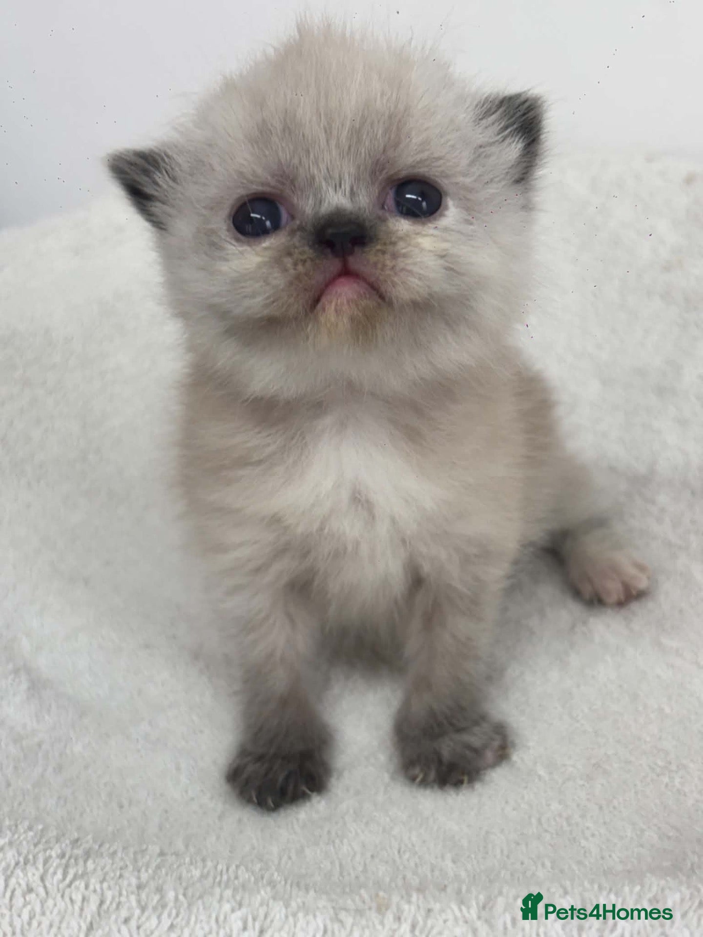 Exotic cats for sale: 3 beautiful quality exotic kittens - Advert 14