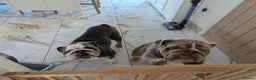 English Bulldog dogs for sale: 2 English bulldog  - Advert 3