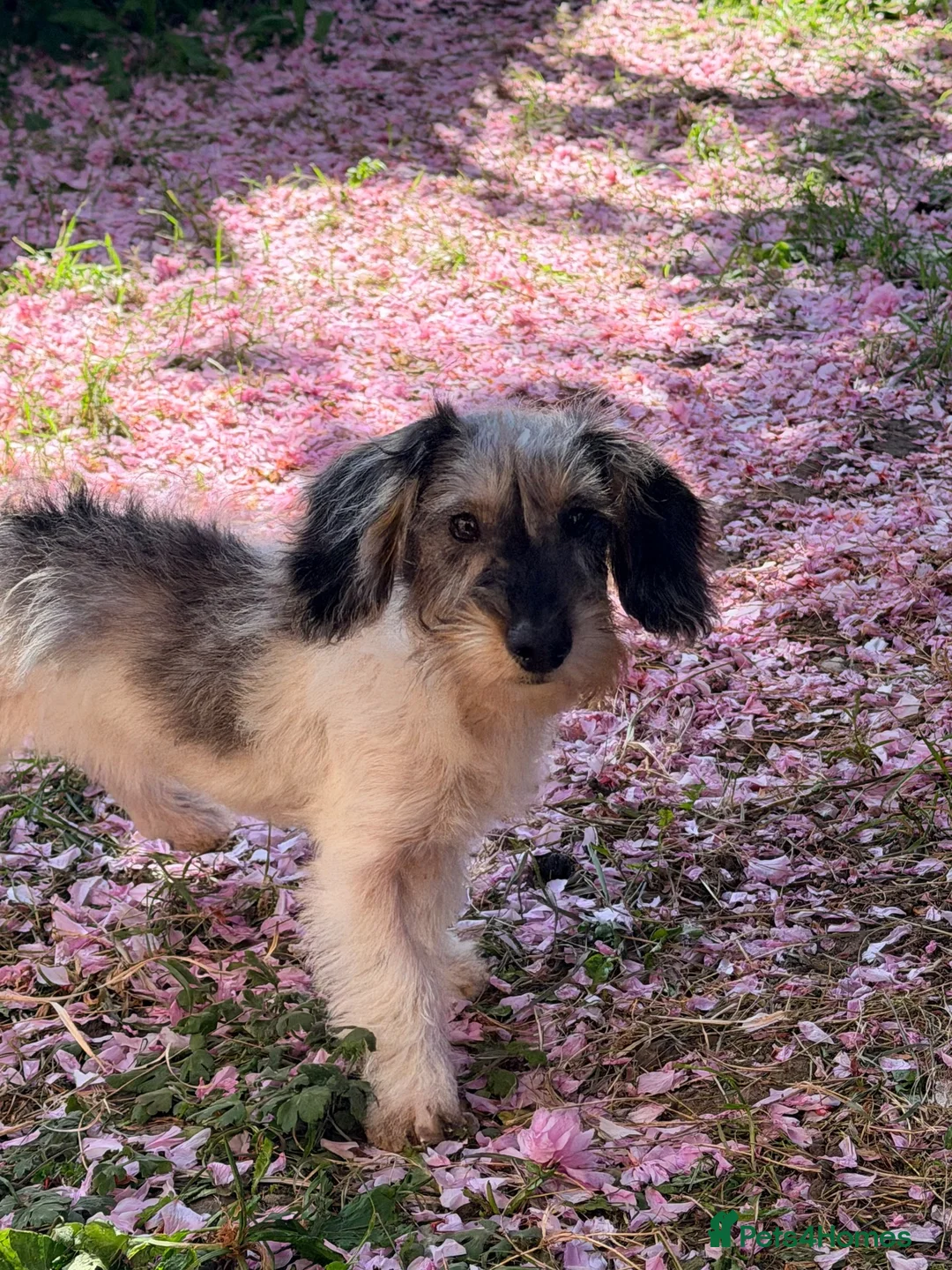 Dachshund dogs for sale: Dapple wire hairs standard Dachshund  - Advert 4
