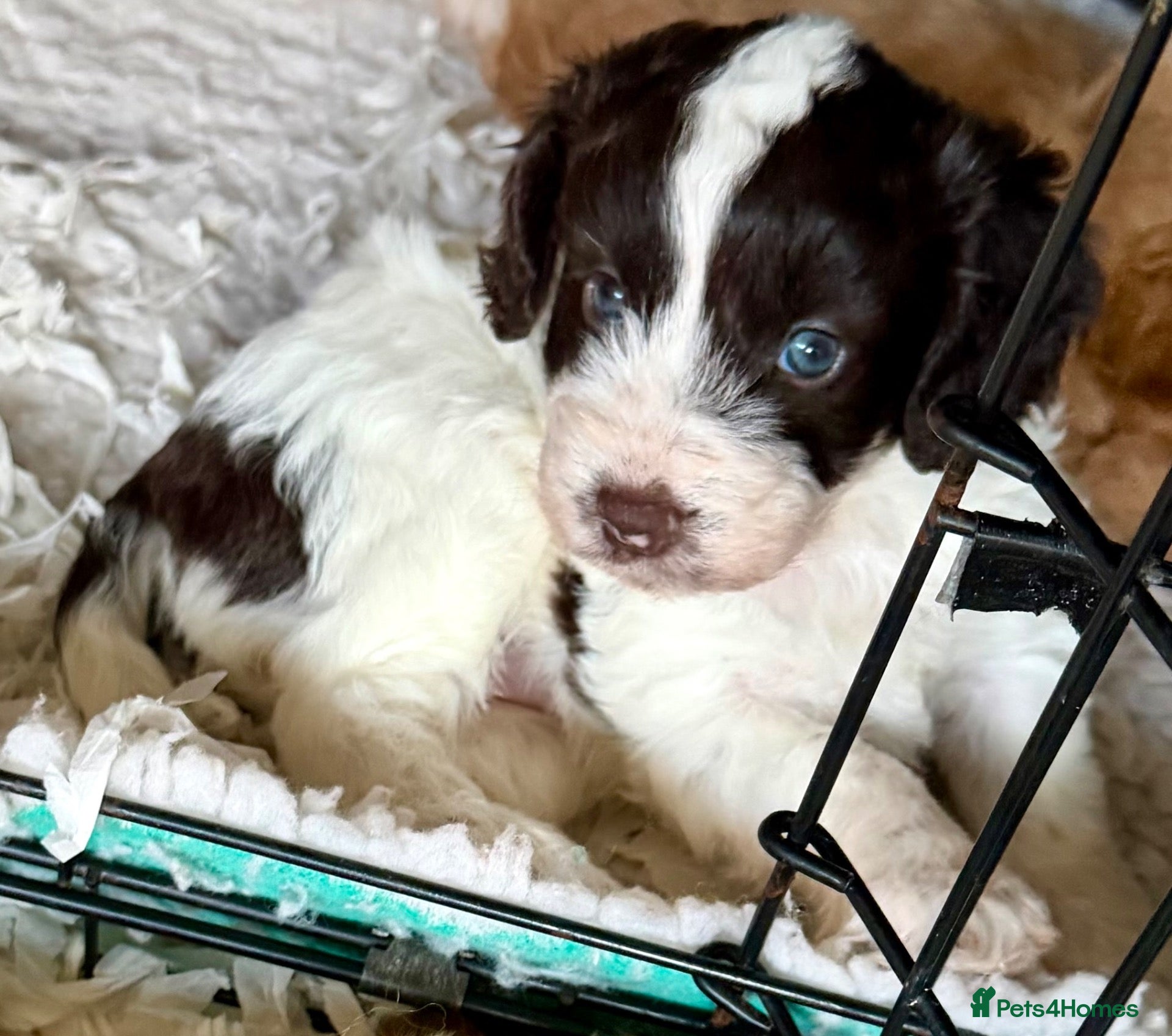 Cockapoo dogs for sale: Cockerpoo - Advert 2