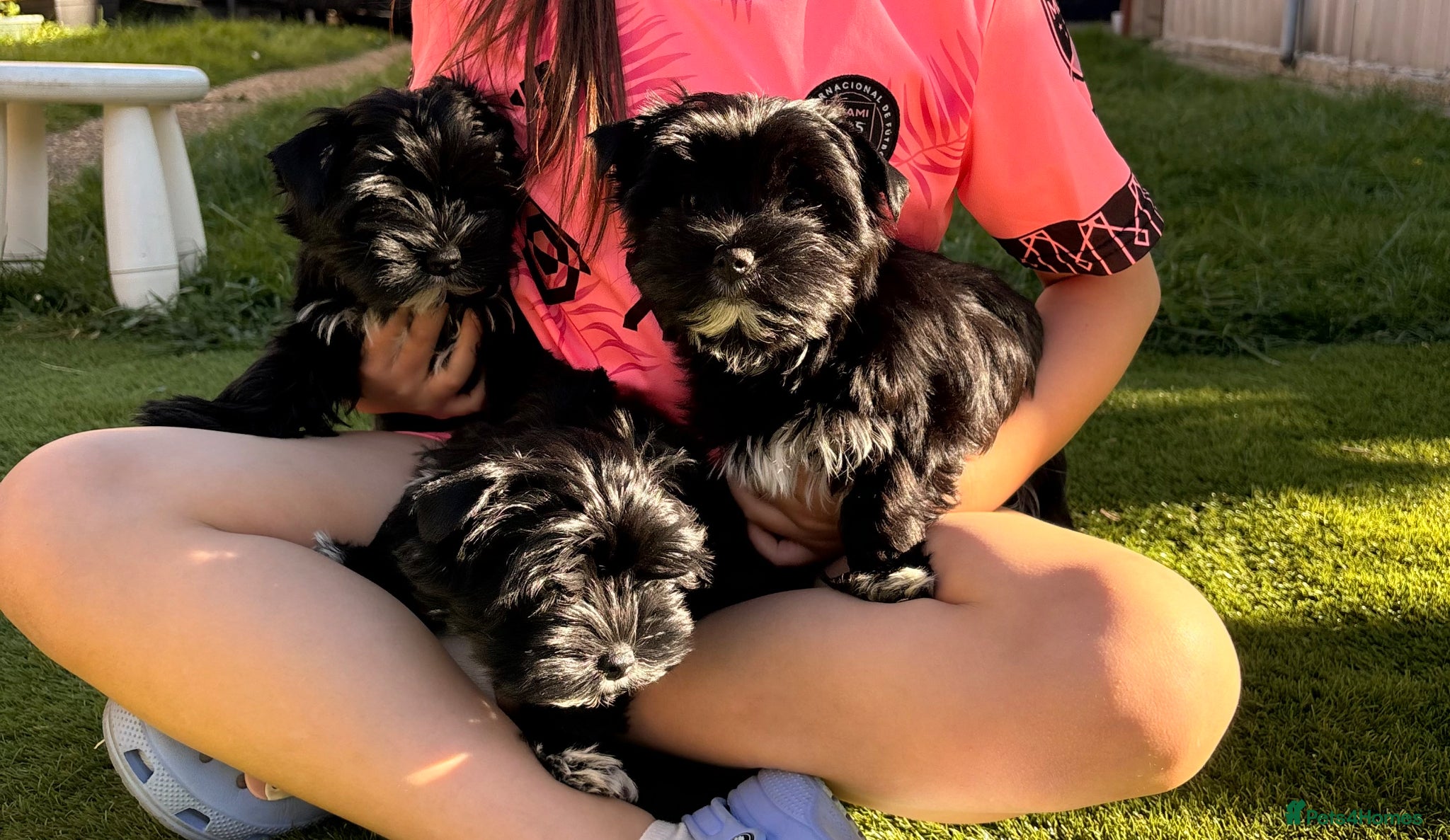 Yorkshire Terrier dogs Mini rare black and white Yorkshire Terrier. - Advert 3