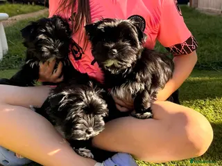 Yorkshire Terrier dogs Mini rare black and white Yorkshire Terrier. - Advert 1
