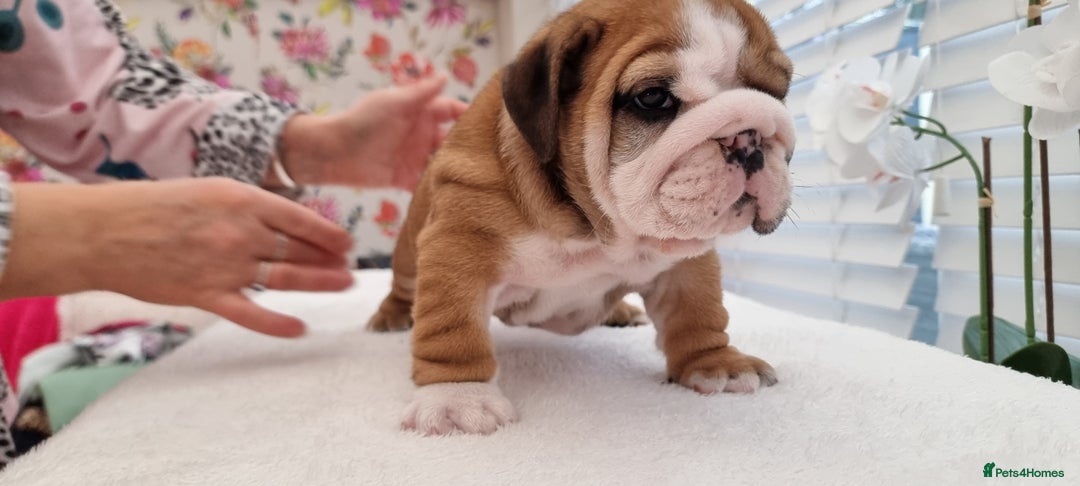 English Bulldog dogs for sale: Bulldog Pups Kennel Club Registered  - Advert 12