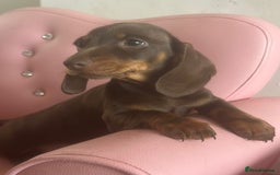 Dachshund dogs for sale: Miniature dachshunds  - Image 1