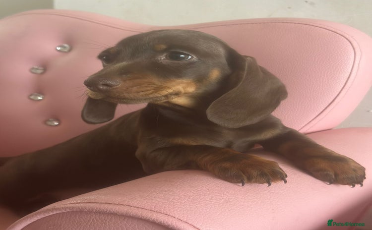 Dachshund dogs - Advert 15