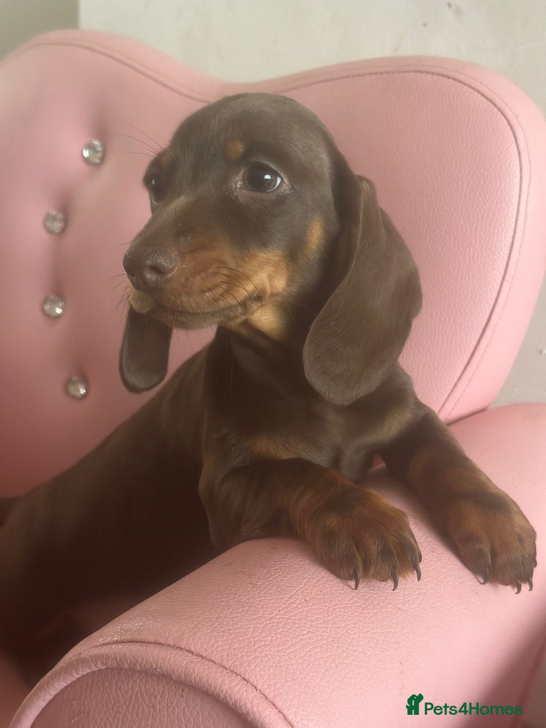 Dachshund dogs for sale: Miniature dachshunds  - Image 1