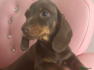 Dachshund dogs - Advert 10
