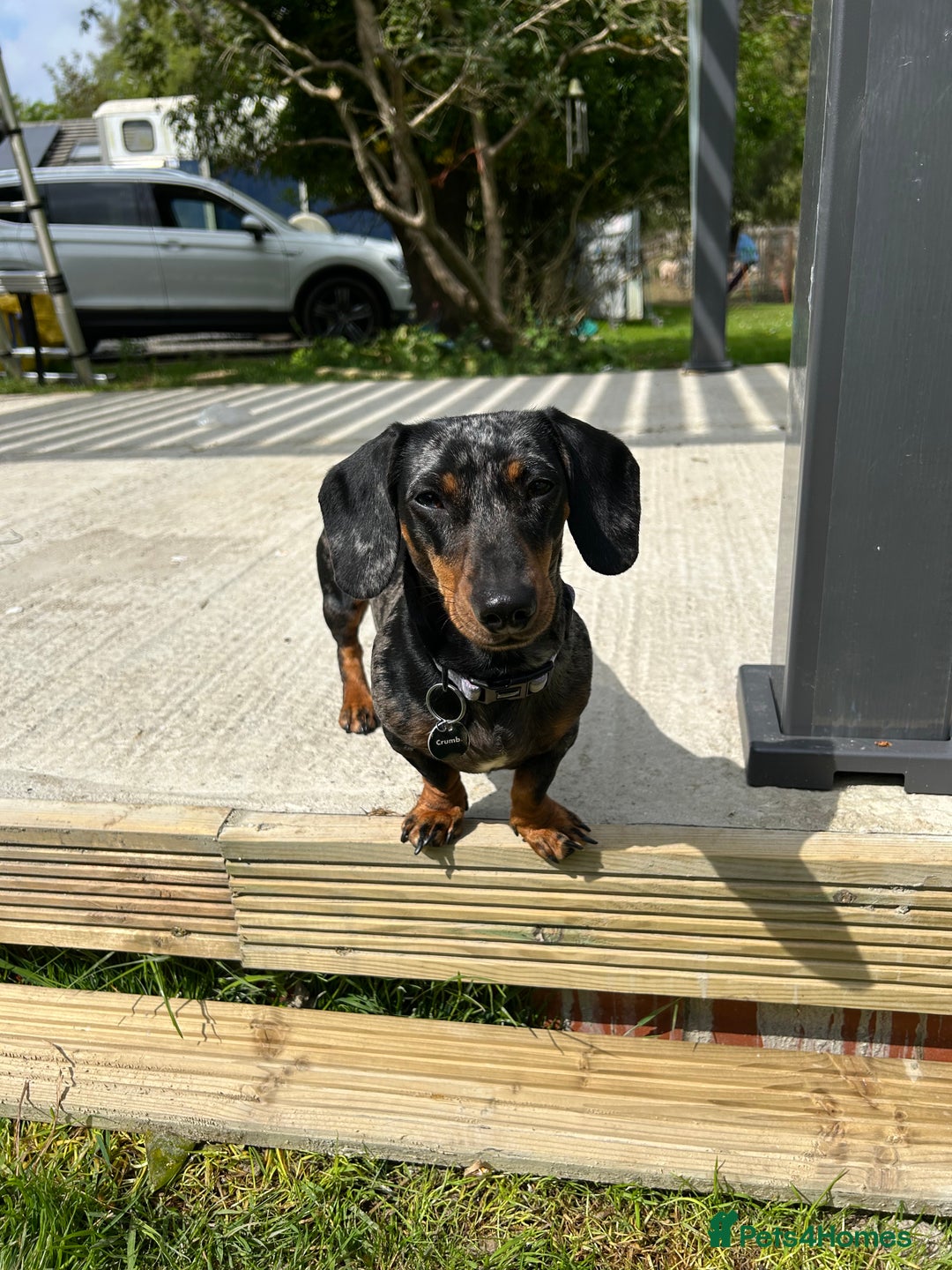 Miniature Dachshund dogs for sale: 2 Stunning Black and Tan Boys available🤎🖤 - Advert 3