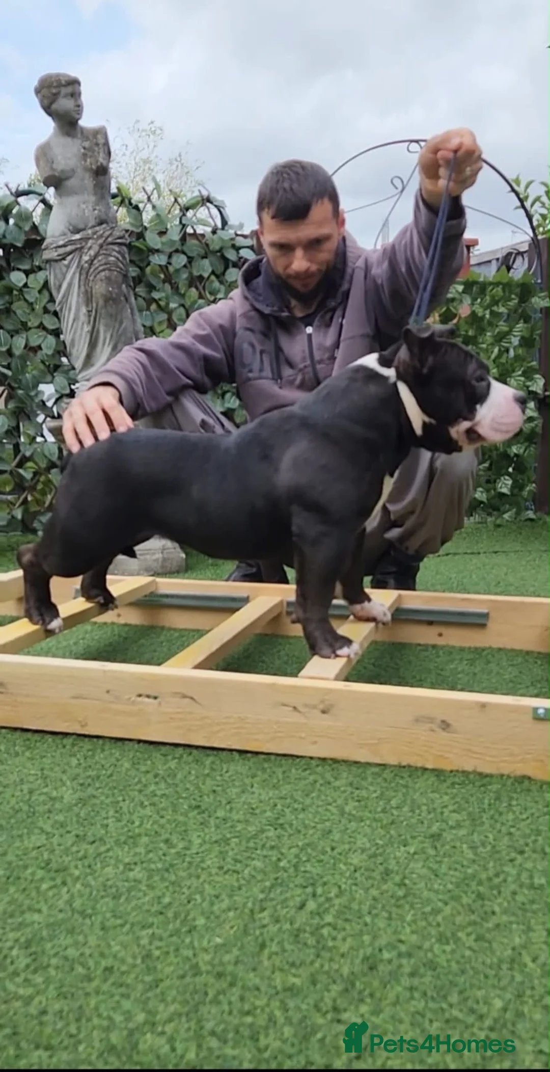 American Bully dogs for sale: American bully pocket female  - Advert 1