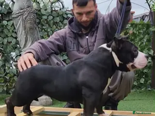 American Bully dogs American bully pocket female - Advert 6