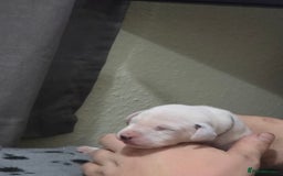 Dalmatian dogs for sale: 100% DALMATIAN LITTER - Image 15