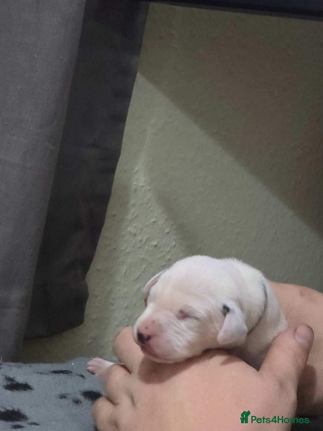 Dalmatian dogs for sale: 100% DALMATIAN LITTER - Image 15