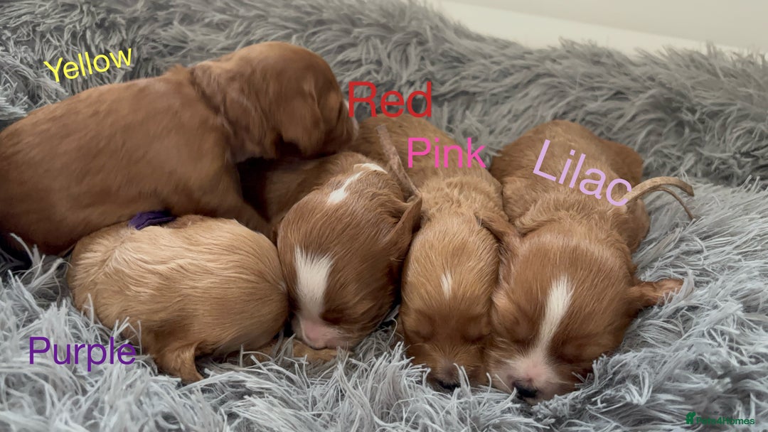 Cavapoo dogs for sale: Gorgeous F1 Cavapoo puppies. Health tested parents - Advert 4