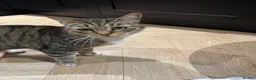 Mixed Breed cats for sale: Gorgeous tabby cat - Advert 4