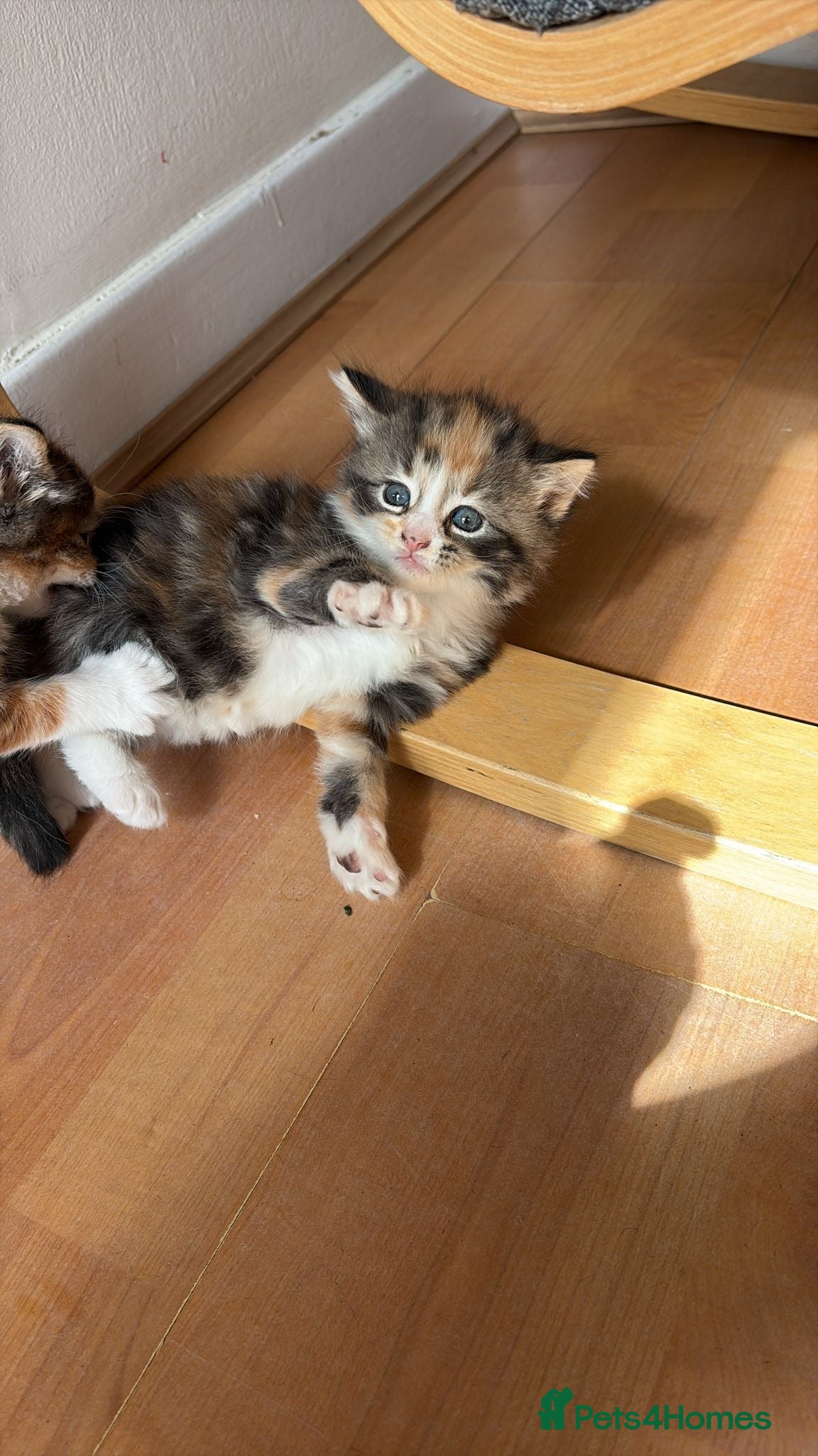 British Longhair cats for sale: 🐾 Stunning British Longhair Kittens for Sale 🐾 in Wembley - Advert 4