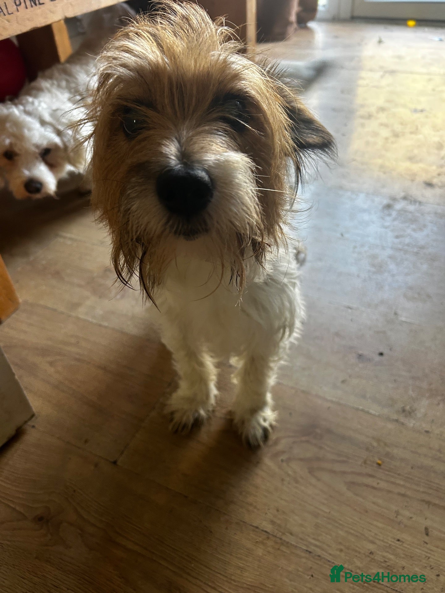 Mixed Breed dogs for sale: Terrier x - Advert 9