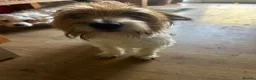 Mixed Breed dogs for sale: Terrier x in Dunmow - Advert 1